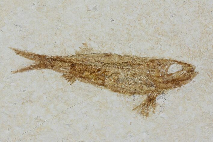 Jurassic Fossil Fish (Leptoleptis) - Solnhofen Limestone #112678